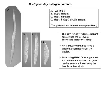 C. elegans Dumpy Iain Johstone